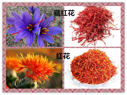 藏红花是西藏红花或是普通红花,藏红花是属于红花吗