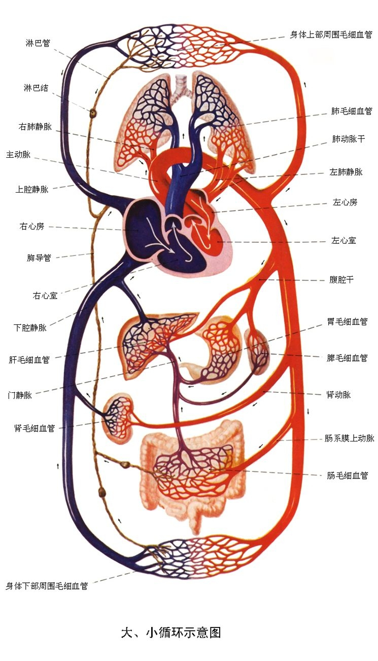 宫腔镜手术需要清肠吗,宫腔镜手术需要用水扩大宫腔吗