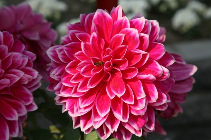 我写一首诗完美地告别九月，打开十月的那扇门