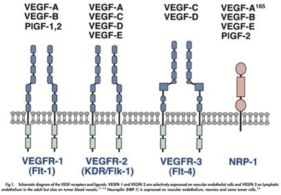 vegf是治疗肿瘤的药吗,肿瘤患者vegf检测参考值