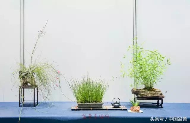 哪些野草适合微型盆景,小品盆景和微型盆景有区别吗