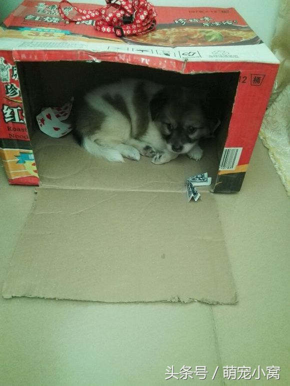 小狗奇遇记动画片,小狗奇遇记完整