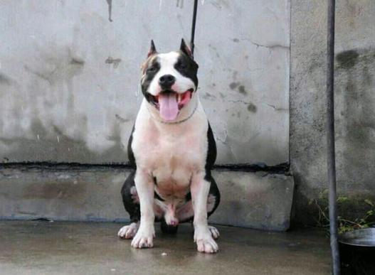 一生所爱sax,一生所爱斯台普斯