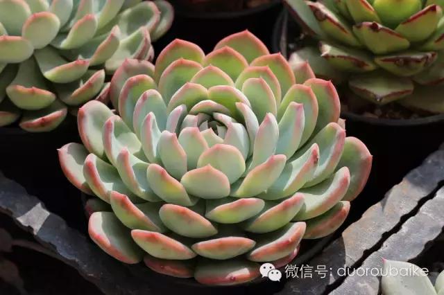 认多肉品种,教你认多肉