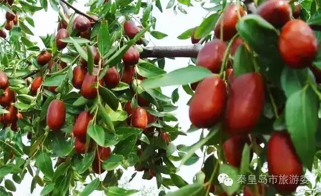 秦皇岛的秋景,河北秦皇岛风景秋季