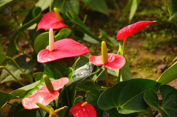 吉林市神农庄园视频,吉林神农庄园温泉度假村