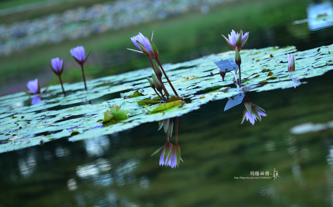 辰山植物园睡莲拍照,行摄洪湖荷花展