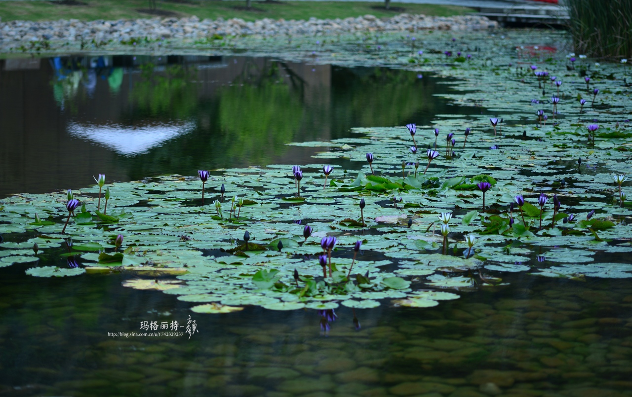 辰山植物园睡莲拍照,行摄洪湖荷花展