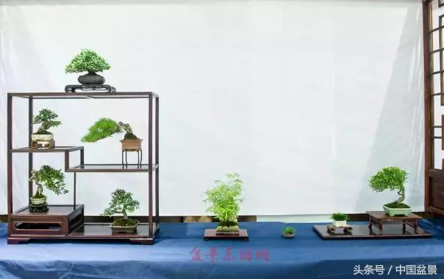 哪些野草适合微型盆景,小品盆景和微型盆景有区别吗