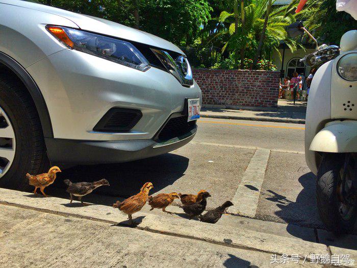 野鹅旅行,野鹅自驾无人区
