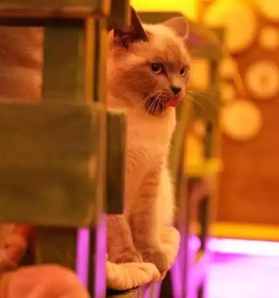 周末想要放松？不如做一次愚蠢的人类吧！