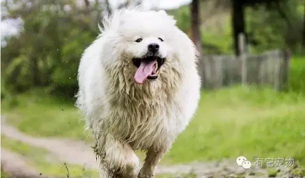 此生一定要养一只萨摩耶,相爱相杀的萨摩耶