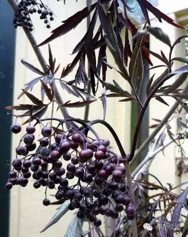 春季盆栽红枫出叶后不长,新栽的红枫出现黑叶