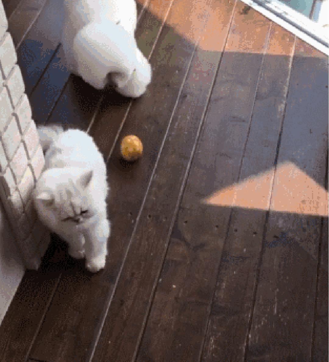 狗狗叼着玩具娃娃,狗狗玩玩具娃娃