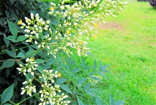 最佳赏桂花地点手绘地图,桂花赏花地图