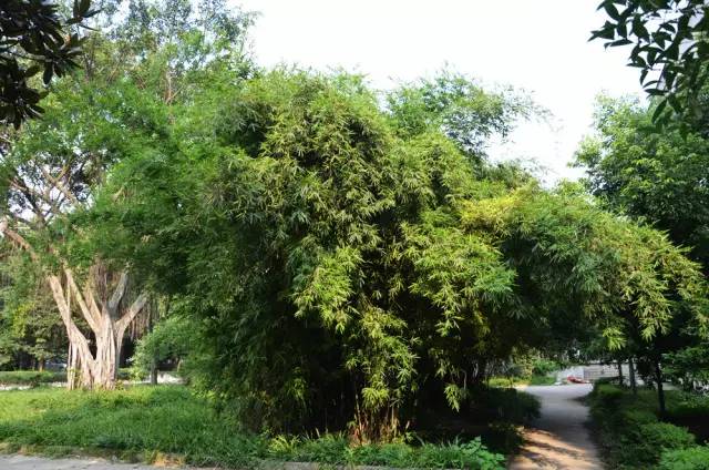 120年，你绝不可能错过的一种“川大之美”