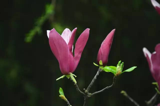 120年，你绝不可能错过的一种“川大之美”