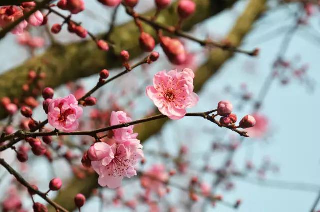 120年，你绝不可能错过的一种“川大之美”