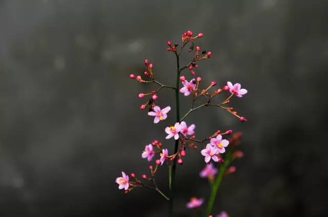 120年，你绝不可能错过的一种“川大之美”