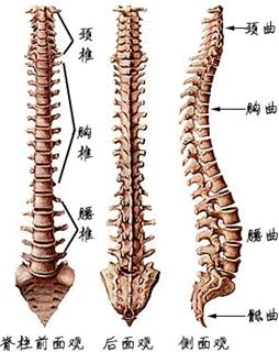 找到正确的瑜伽“力量”──尾骨内收