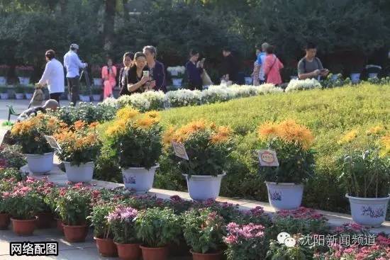 沈十一免费阅读全文,沈十一