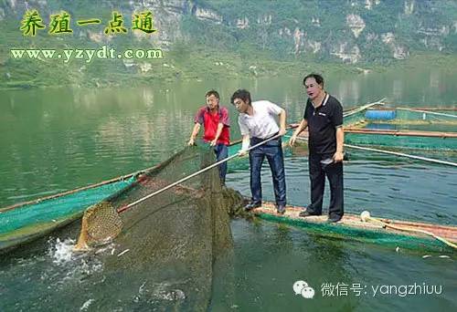 水产养殖淡水鱼一亩收入效益,养殖淡水鱼的技术与利润