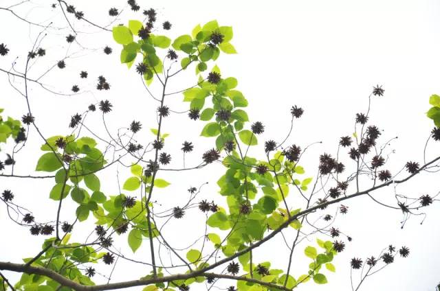 120年，你绝不可能错过的一种“川大之美”