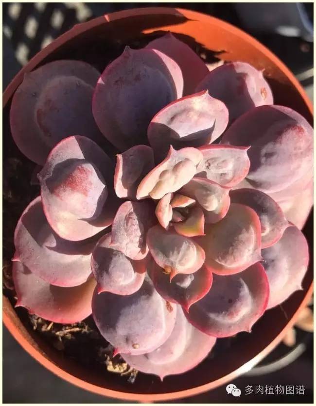 才离家半个月，回来后看到家里的多肉一阵狂喜~