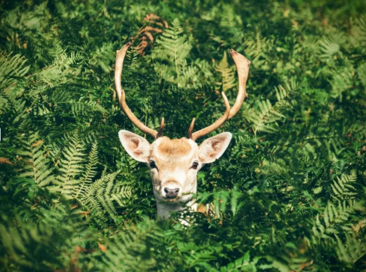 漫山蓝莓田、黑松林之间，这100户人家的乌托邦，邀你来做“后天亲人”