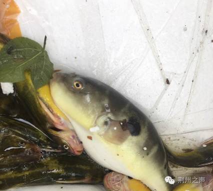 河豚鱼中毒事件后续,荆州一运鱼货车侧翻