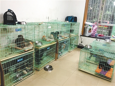 很烦小区养狗,居民楼开宠物店吵到居民