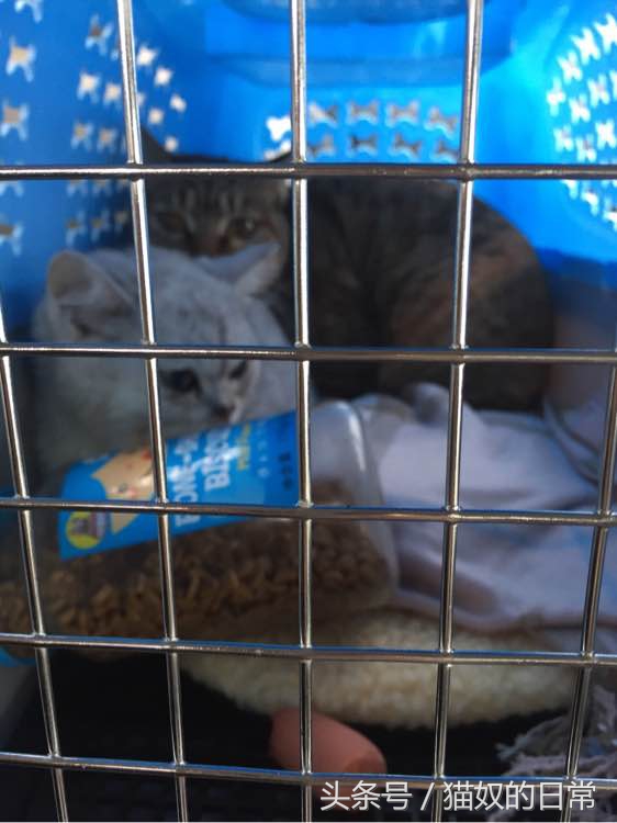 猫咪吃了一根塑料绳,我家猫咪吃了巧克力会怎么样