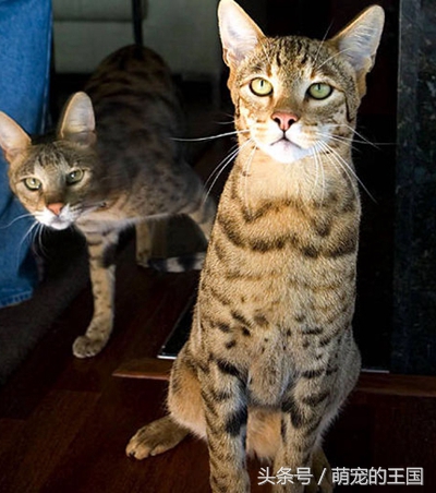 最贵的猫前十名有哪些品种,十种最贵纯种猫