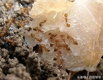 家里花盆中的蚂蚁如何彻底清除,家里花盆跟前有蚂蚁怎么办