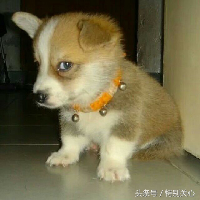 每日一笑小情侣,每日一笑和对象约会