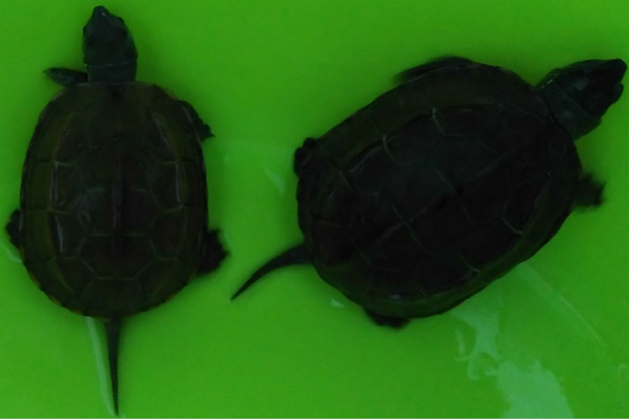 农村水域外来物种巴西龟可怕入侵中华本地乌龟前景堪忧