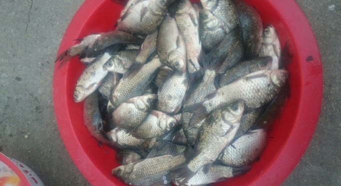 野河野钓小鲫鱼爆盆,山野小城在废弃鱼塘钓鲫鱼