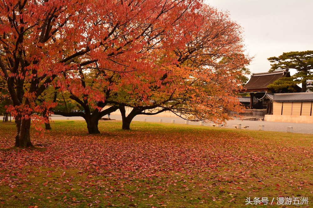 日本赏樱的最佳时间,日本赏枫最佳方法