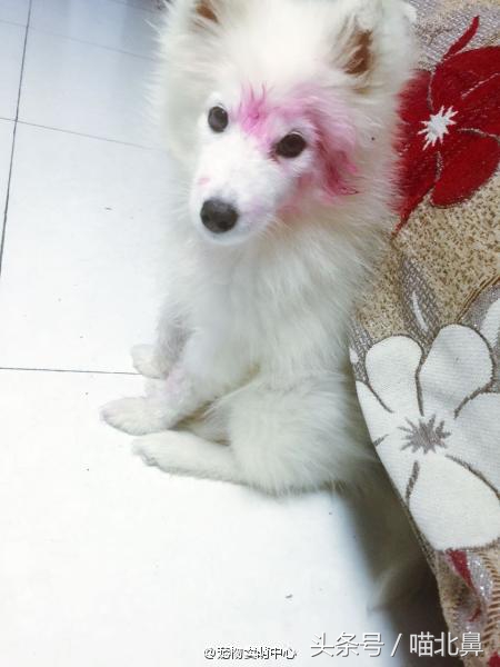 小猫吃猫砂会中毒吗,猫奴求助