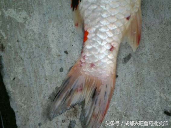 十月鱼塘里的锚头蚤,杀灭幼虫是关键