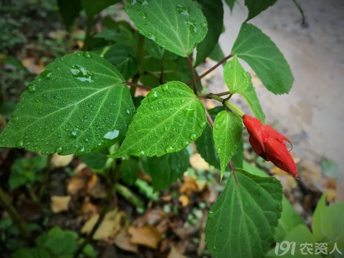 常见野生红花,常见的野红花