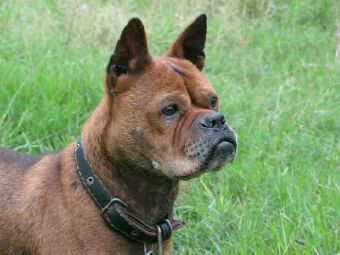 中国的土狗有哪些品种,中国最凶猛的十大土狗