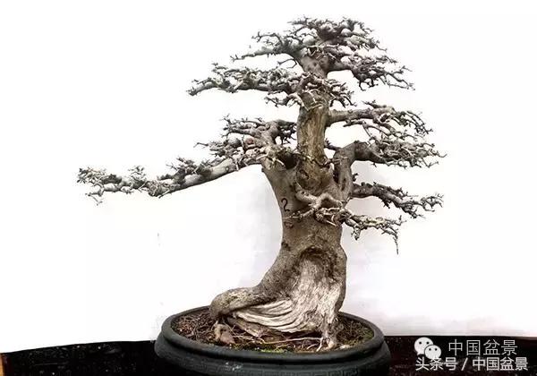 蚊母盆景的养殖方法,盆景中华蚊母的小叶叶片图片