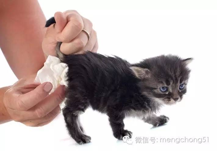 猫咪感染猫瘟怎么解决,猫咪打预防针还会感染猫瘟么