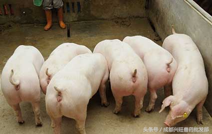 母猪保健有哪些注意要点