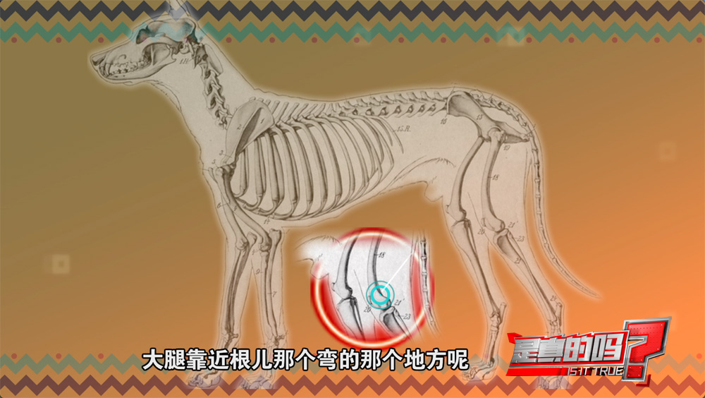 小狗的耳朵怎么会朝后,小狗正常站立脚是朝外的吗