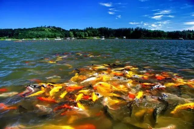 鱼怎样才能放松警惕,如何提高鱼的免疫