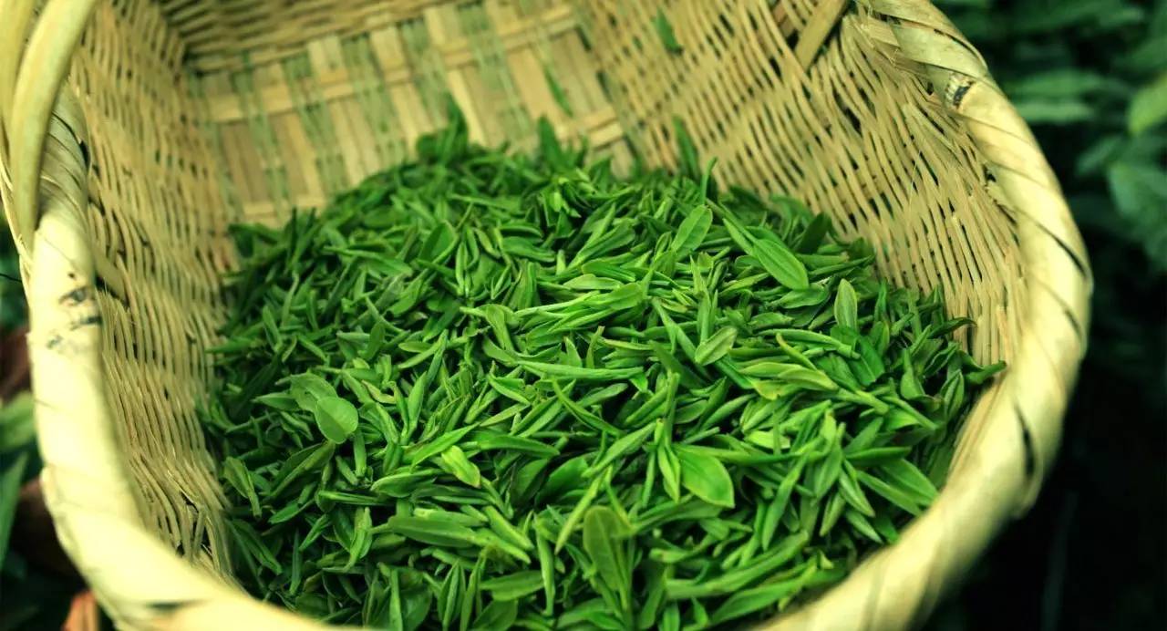 安徽名茶中被列为中国十大名茶,十大名茶为何没有湖南安化的黑茶