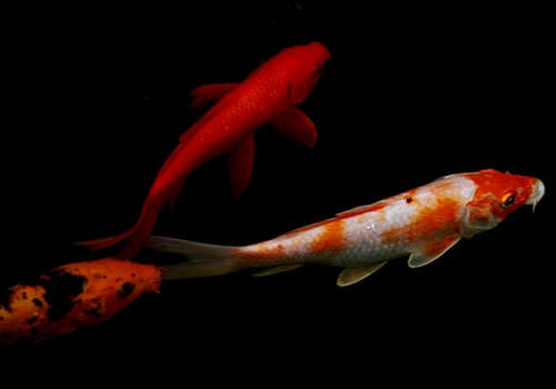 鱼粮该怎样挑选有秘诀,怎么挑选鱼最好方法