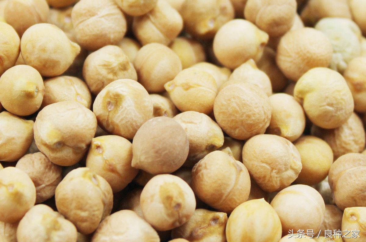 餐桌上常见的本土作物是什么,10种常见的粮食作物